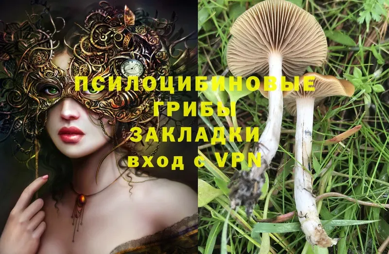 Псилоцибиновые грибы Psilocybe  где купить   Семикаракорск 